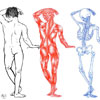 Anatomy Overlay Study