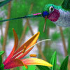 HummingBirds and Flowers